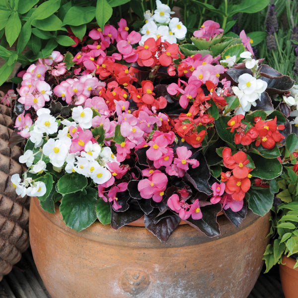 Begonia Devil's Delight Mixed F1 Flower Plants