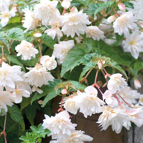 White flowers with green leaves in a garden setting
