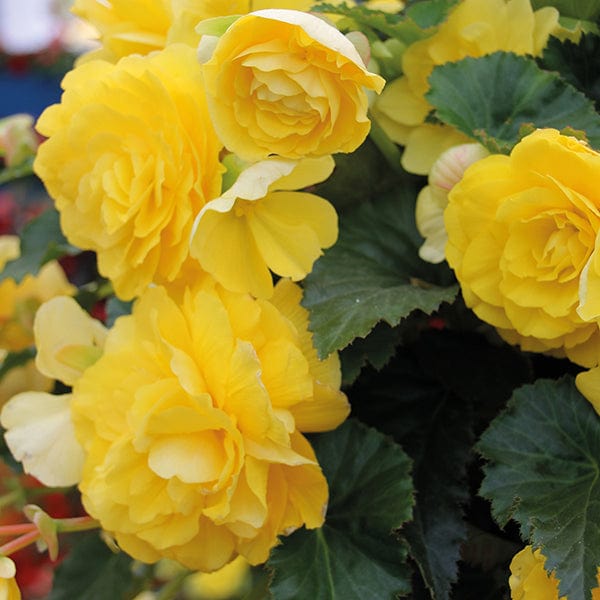 30 Garden Ready Plants Begonia Illumination Lemon F1 Flower Plants