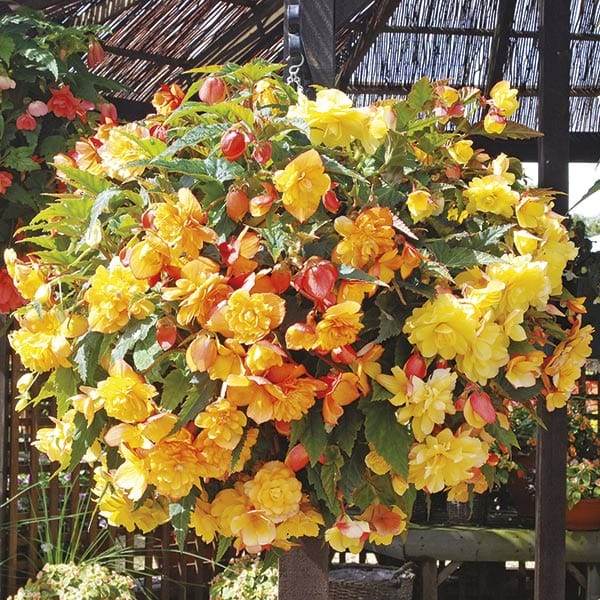 30 Garden Ready Plants Begonia Illumination Apricot Shades F1 Flower Plants