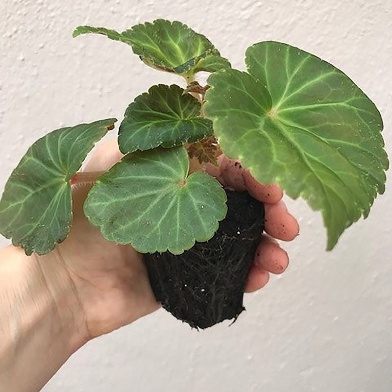 Begonia Illumination Lemon F1 Flower Plants