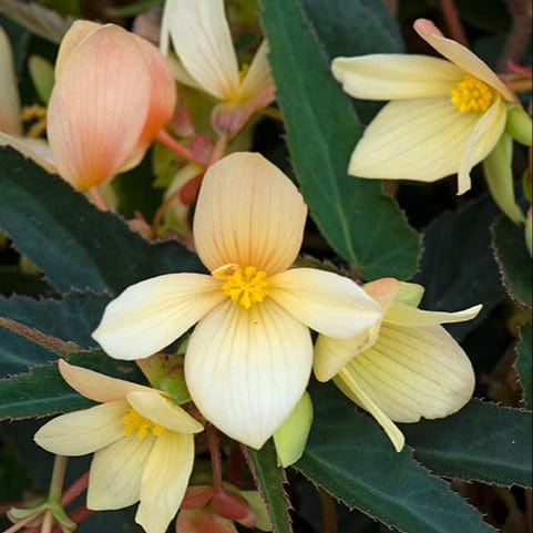 Begonia Starshine Yellow