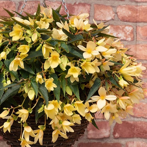 15 Young Plants Begonia Starshine Yellow