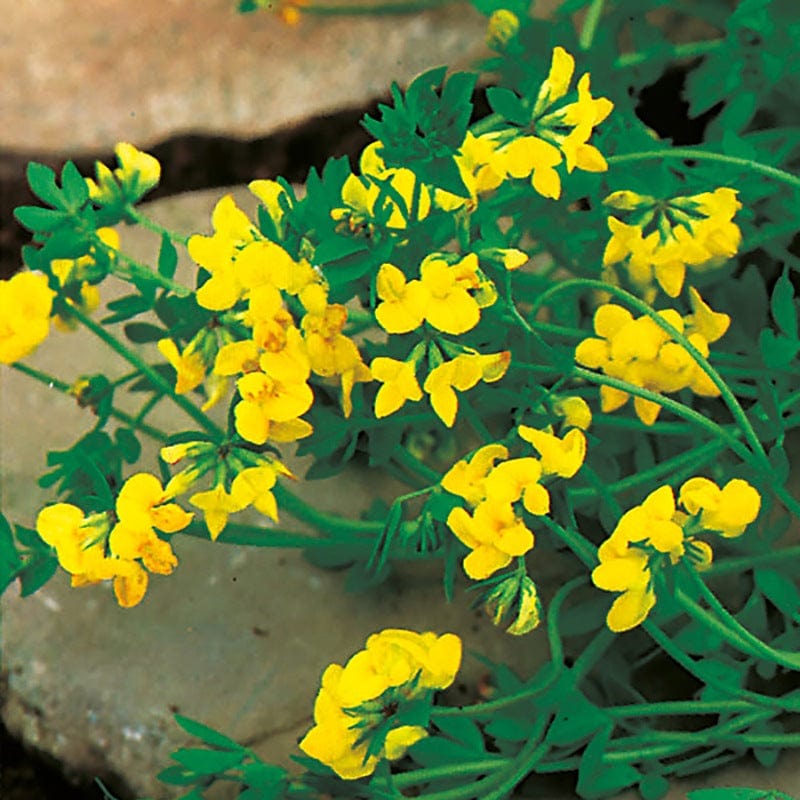 5 Young Plants Birds Foot Trefoil Plants