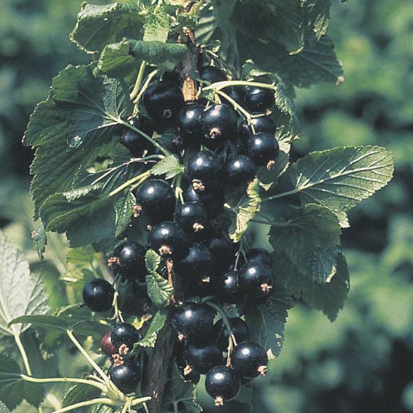 Blackcurrant Ben Connan Fruit Plant