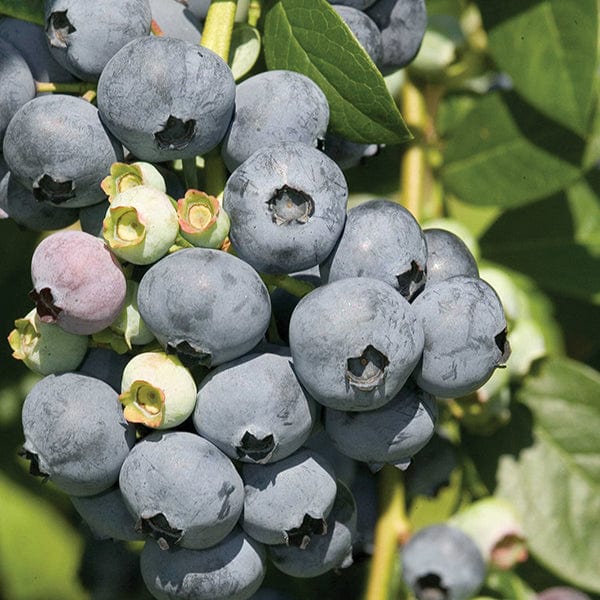 1 x 2 litre potted plant Blueberry Bluecrop Plants
