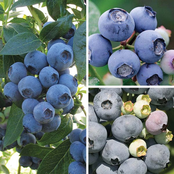 Season Long Blueberry Fruit Plant Collection