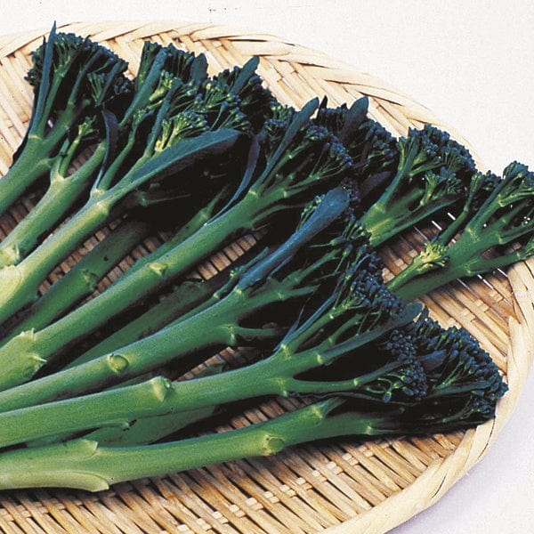 10 Plants LATE Broccoli Tenderstem Inspiration F1 Veg Plants