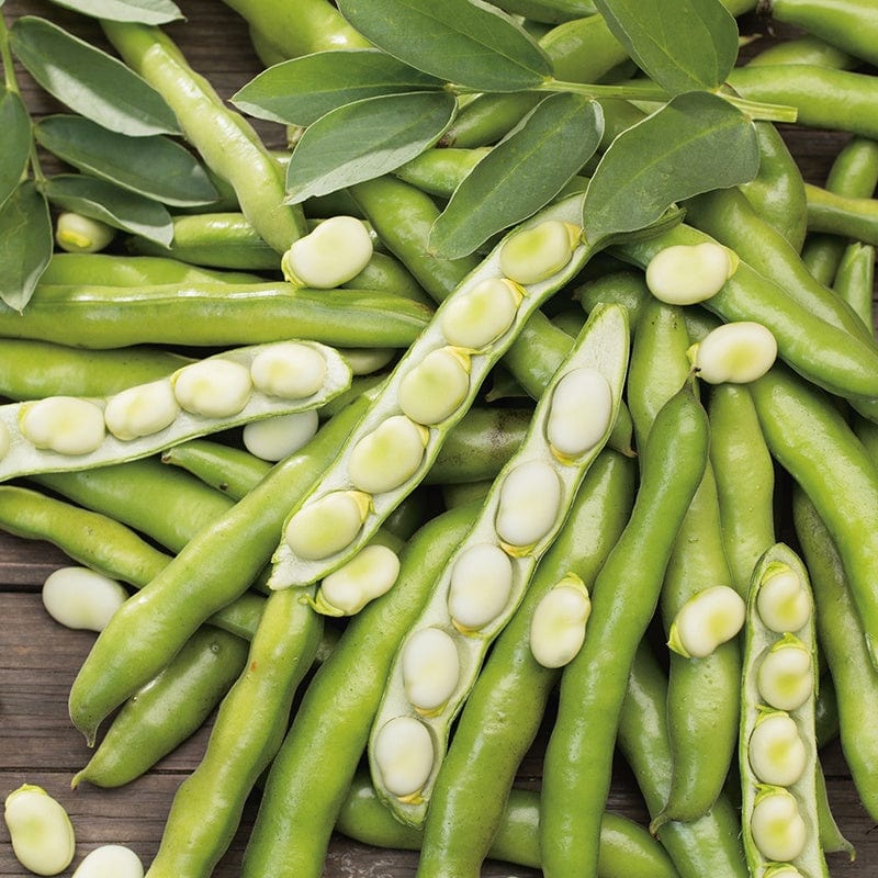 10 Plants (LATE) Broad Bean Bunyards Exhibition