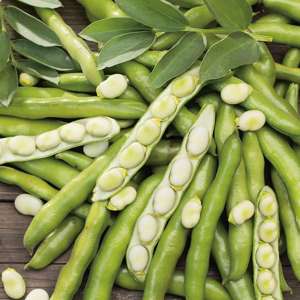6 young plants (EARLY) Broad Bean Bunyards Exhibition Vegetable Plants