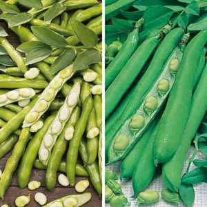 20 Young Plants (EARLY) Broad Bean Vegetable Plant Collection