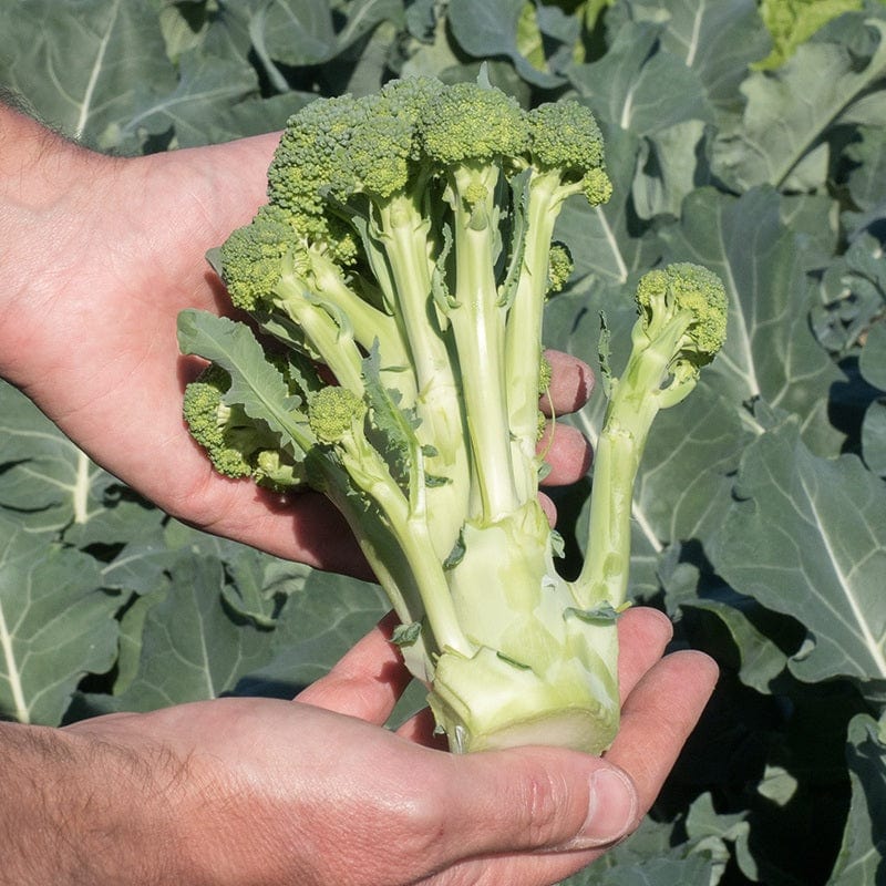 10 Plants (EARLY) Broccoli (Sprouting) Montebello F1 Plants
