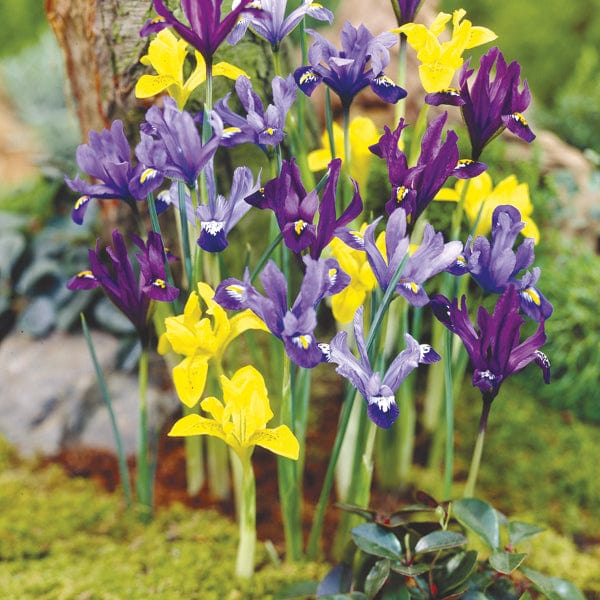 Dwarf Iris Mixed Bulbs
