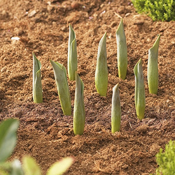 Bulb Planting Baskets pack of 3 round 26cm