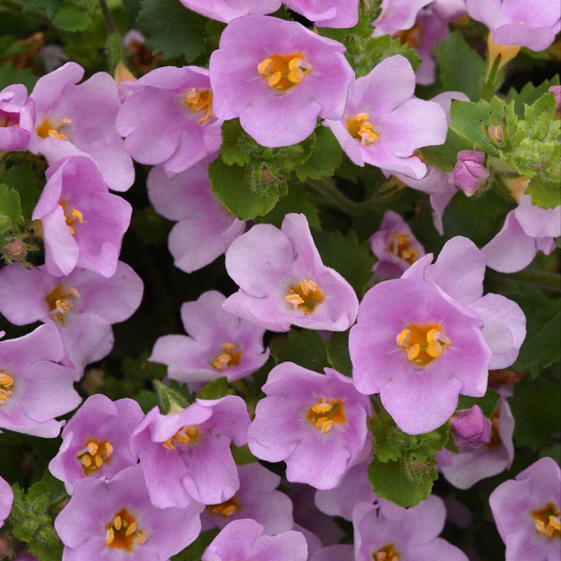5 Young Plant Bacopa Pink Shine