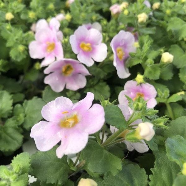 Bacopa Pink Shine