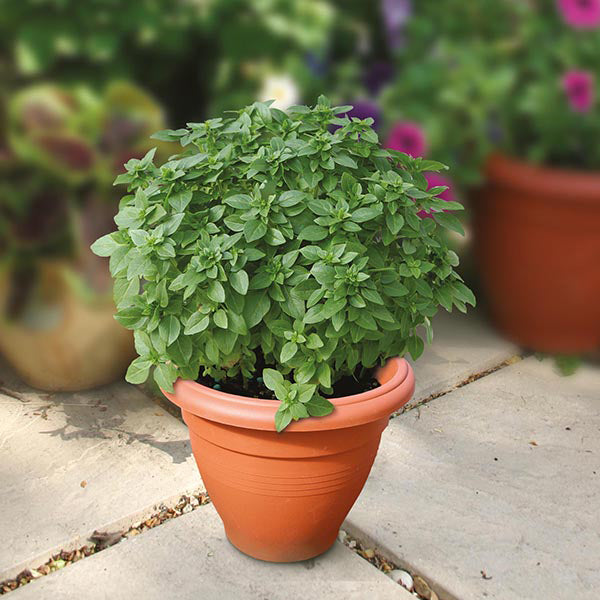 Potted plant on a stone surface with blurred garden background