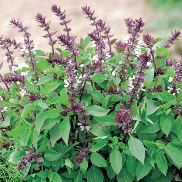 Basil plant with purple flowers and green leaves on a blurred natural background