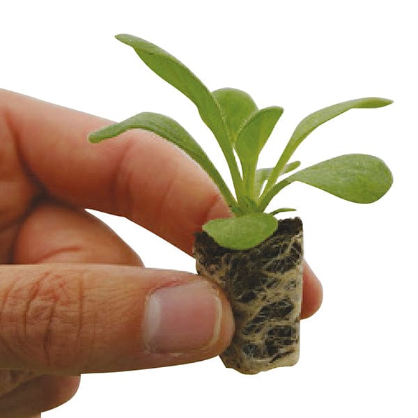 Small green plant held by a hand on a white background