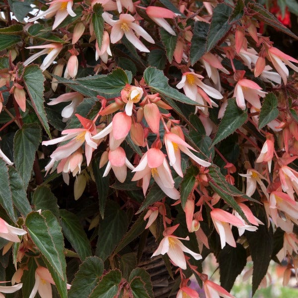 15 Young Plants Begonia Starshine Appleblossom