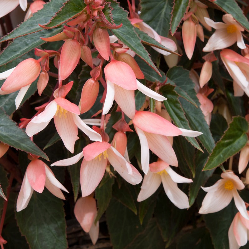 Begonia Starshine Appleblossom Flower Plants