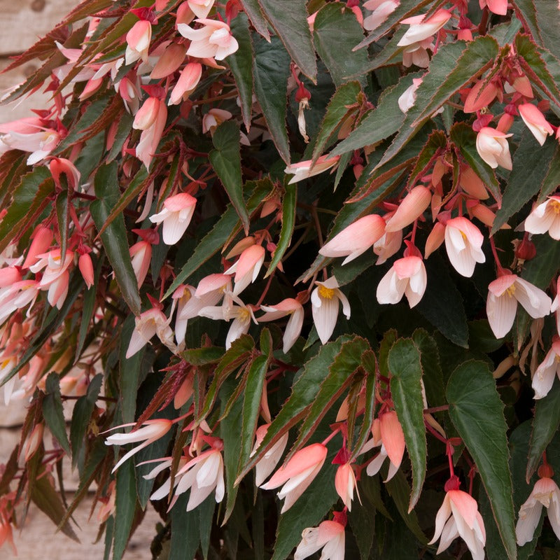 Begonia Starshine Appleblossom Flower Plants