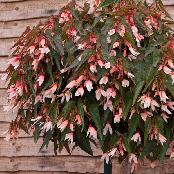 Begonia Starshine Appleblossom Flower Plants