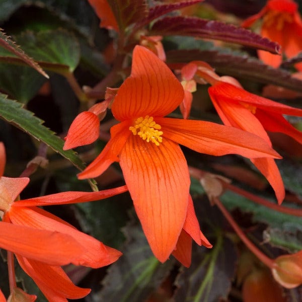 5 Young Plants Begonia Starshine Bronze Papaya