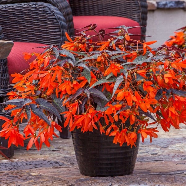 5 Young Plants (1 of each) Begonia Starshine Collection