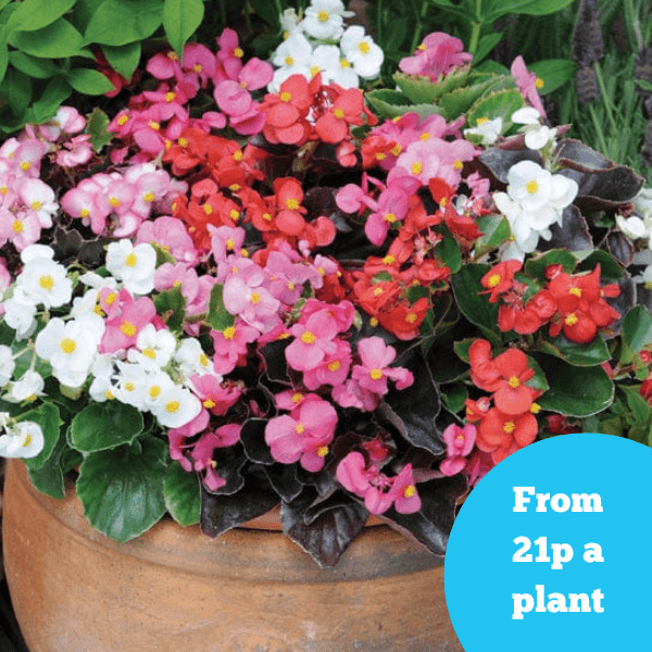 Begonia Devil's Delight Mixed F1 Flower Plants