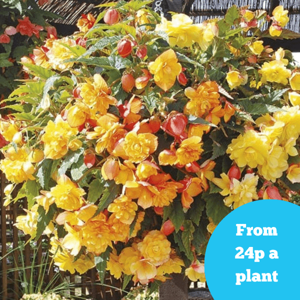 Begonia Illumination Apricot Shades F1 Flower Plants