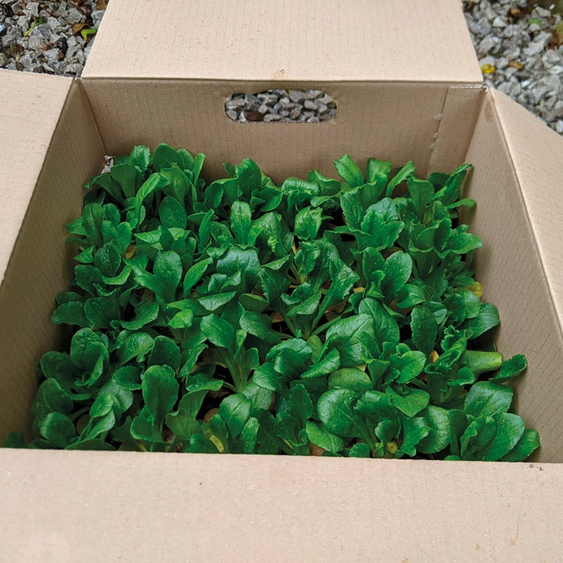 Bellis Bellissima Mixed Plants