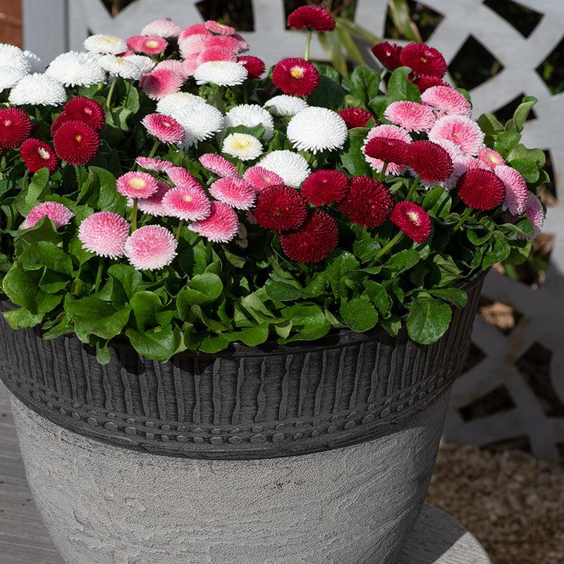 Bellis Bellissima Mixed Plants