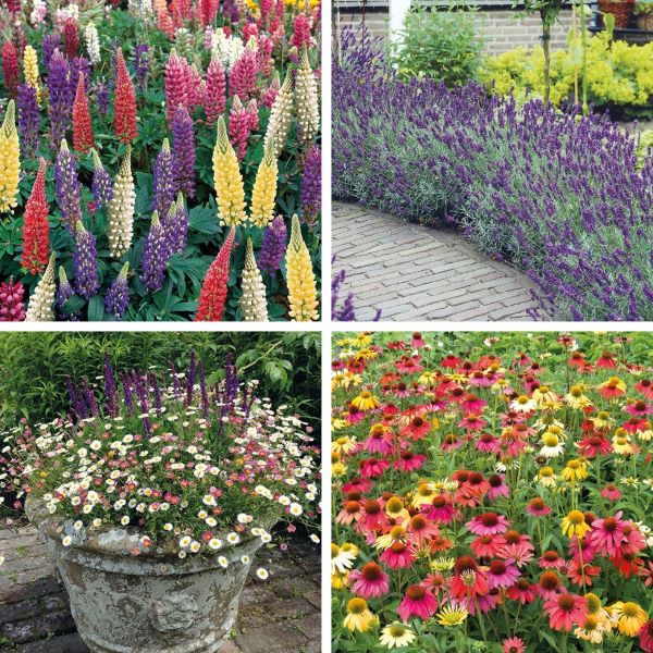 Best Selling Perennial Flower Plants Collection