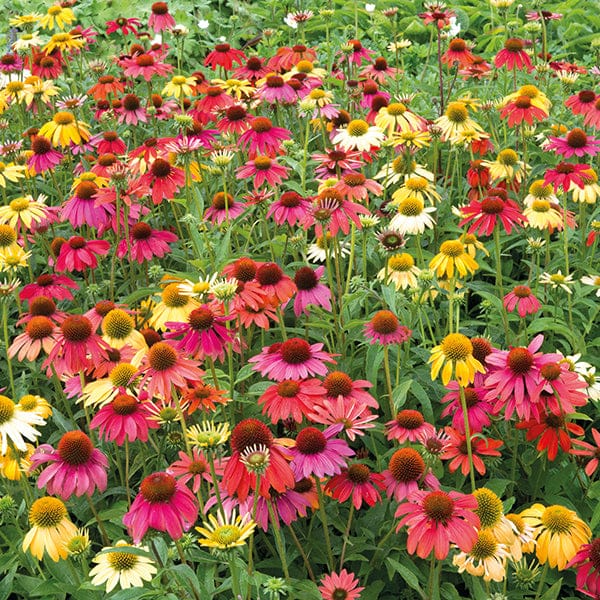 Best Selling Perennial Flower Plants Collection
