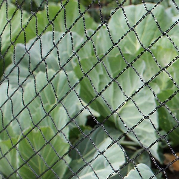 Frosty leaves behind a wire fence