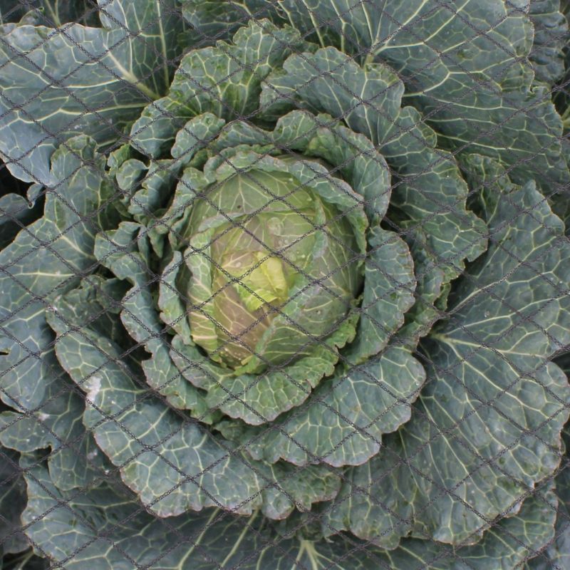 Bird Plant Protection Netting