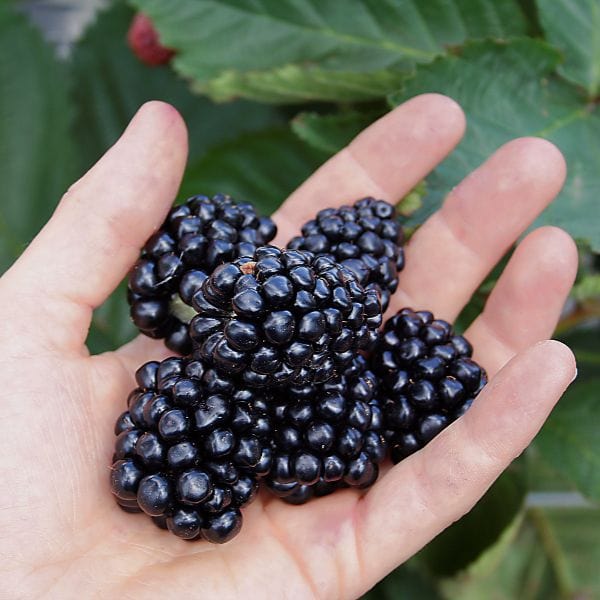 Blackberry Mont Blanc Plant