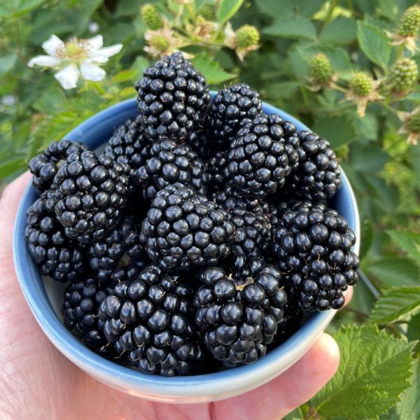 Blackberry Loch Katrine Plant