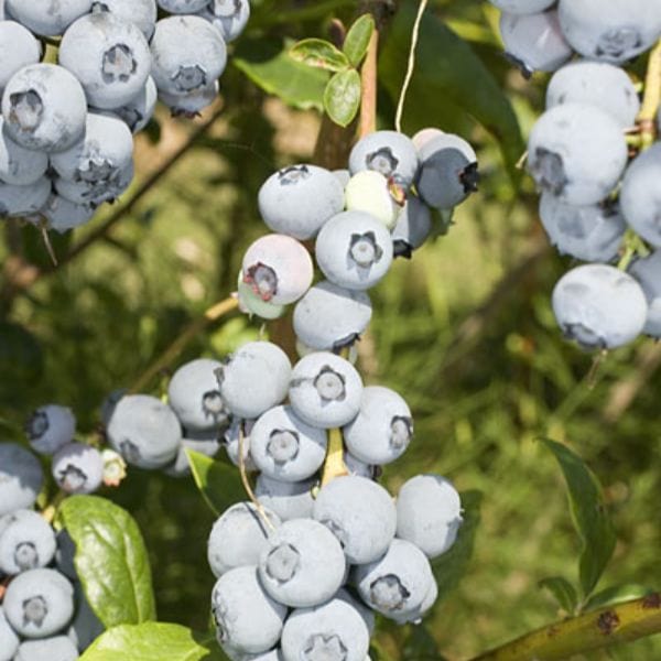 Duke Blueberry 1 x 2ltr Potted Plant