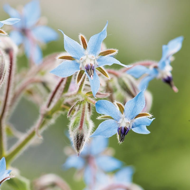 Borage Blue Seeds