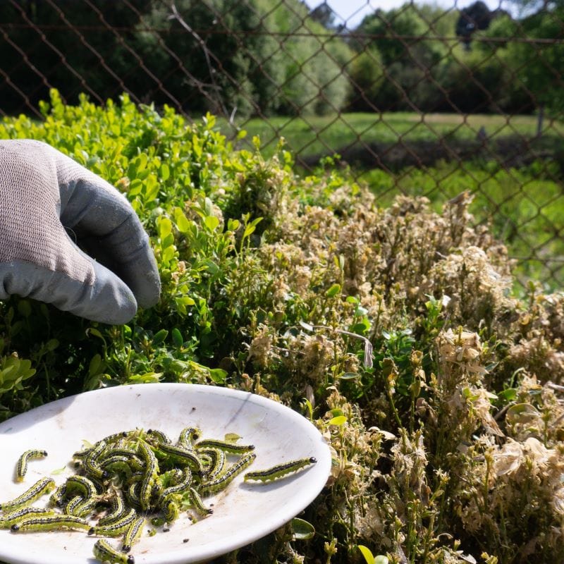 Box Moth Caterpillar Control Nematodes 30sqm x 2 (2 sachets)