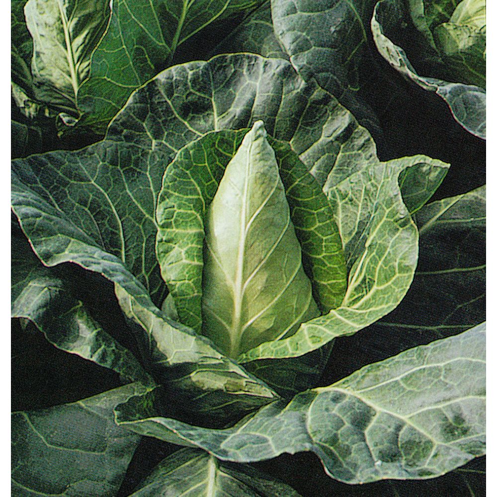 Cabbage Hispi F1 Veg Plants