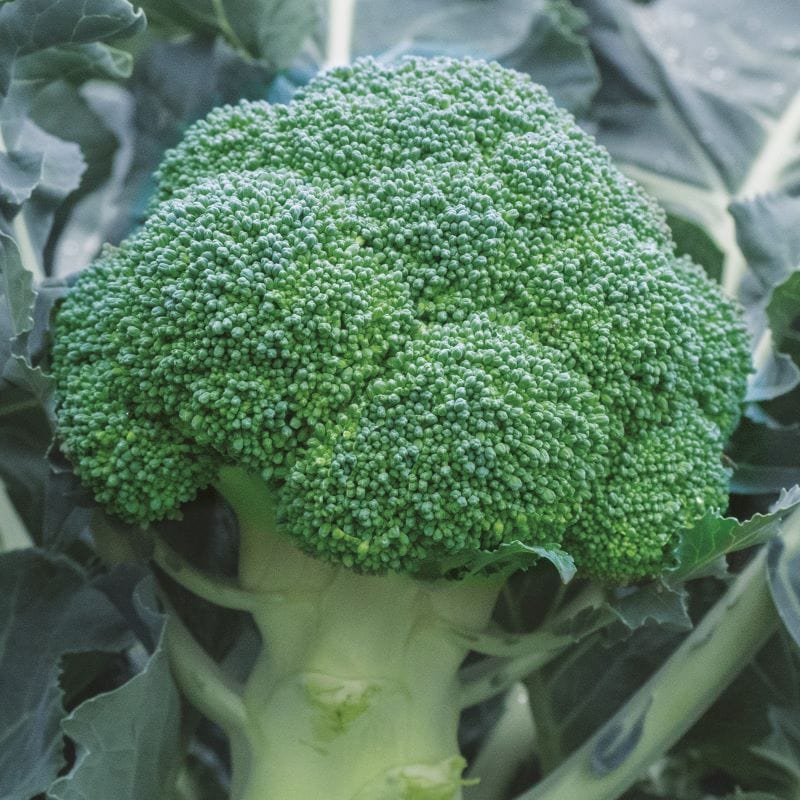 Broccoli Babilon F1 Seeds