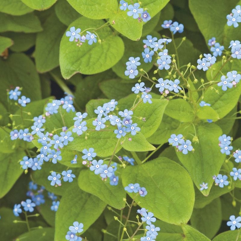 Brunnera Macrophylla