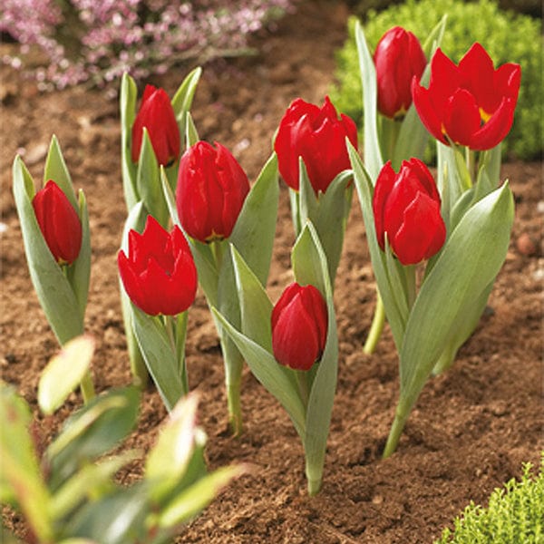 Bulb Planting Baskets pack of 3 round 26cm