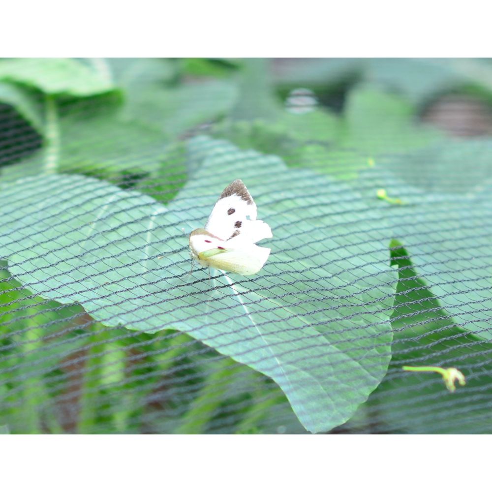 Butterfly on a leaf with a green netting background