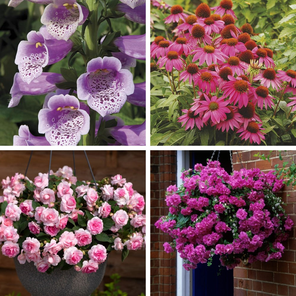 Buzzing Borders Bloom Collection