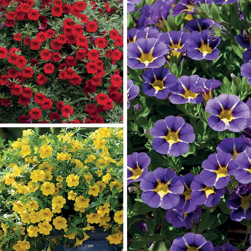 15 Young Plants, 5 of each Calibrachoa Cabaret Flower Plant Collection