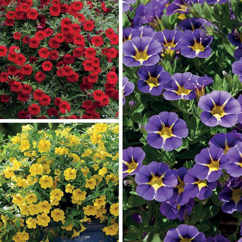 Collage of red, yellow, and purple flowers